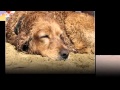Guarda video