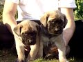 puppys red and black collar_0001.wmv puppys red and black collar_0001.wmv
