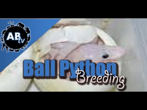 YouTube reptile video