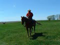 Gyp Gelding Reining Horse