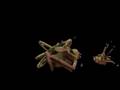 videos de GLITCHY SPORE- It's hands arnt connected to its body!