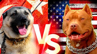 Turkish Kangal Vs Pitbull Köpekleri pitbull kanga