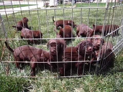4 Week Old Chocolate Lab Puppies Born March 26, 2010