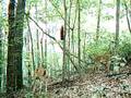 Trail cam vids of Kentucky whitetail