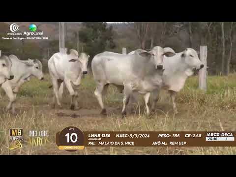 509 LEILO VIRTUAL MB LEILES