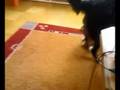 Bernsky & Jorksir (Bernese & Yorkshire) II