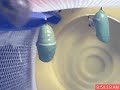 Monarch catepillar turning into a cocoon