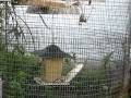 Zebra Finches update 3 09 001