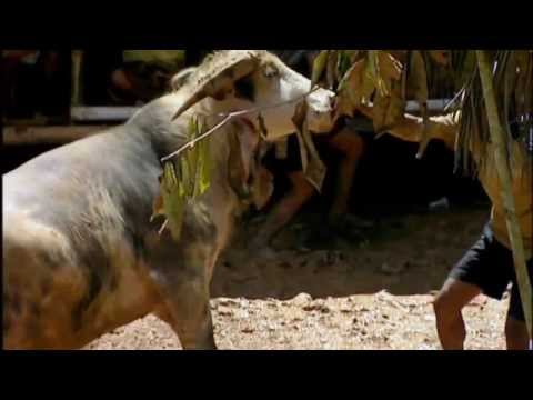 girl slaughtering animal