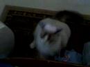 Jesse boxing blind
