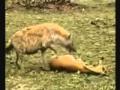 Dead deer gets an amazing second chance at life!