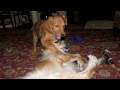 videos de Ripley 08-198