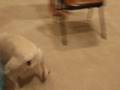 retarded pitbull spike prt.2
