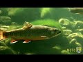 West Virginia Brook Trout