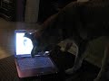 KITTENS! 042