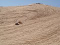 RHINO RACING UP OLSMOBILE HILL IN GLAMIS RHINO RACING UP OLSMOBILE HILL IN GLAMIS