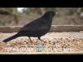 videos de UK GARDEN BIRDS THE BLACKBIRD VIDEO (C) PHIL 2009