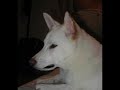 zorro singing