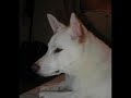 zorro singing