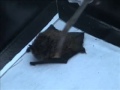 Chauve souris pipistrelle du matin Chauve souris pipistrelle du matin
