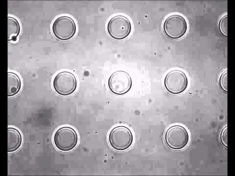 how to isolate listeria monocytogenes