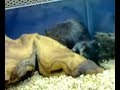 Ratones apestosos