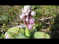 orchis lactea / ορχιδέα η γαλακτόχρους   floraattica 