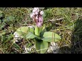 Orchis lactea / ??????? ? ???????????? - http://floraattica.