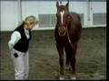 Horse Conformation: Evaluating Overall Conformation, part 1