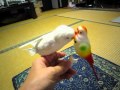 おもちゃに喜ぶインコ