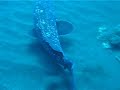 diving on canary islands   el hierro tauchen scuba