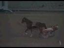 Ms Pollyanna 2008 SCIOTO $2,200 KILLBUCK MARY TROT 2:00.2 Ms Pollyanna 2008 SCIOTO $2,200 KILLBUCK MARY TROT 2:00.2