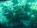 Glass-bottom boat tour of Coral Reef. Florida key.