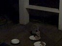 Opossum comes to dinner