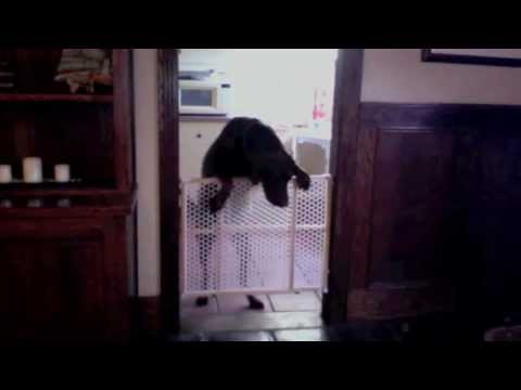 BUSTED DOGGY! LABRADOR HOME ALONE CAUGHT ON CAMERA!!!