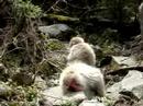Jigokudani onsen macaque monkeys