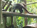 Pizotes en el Zoo San Jose Costa Rica.MOV