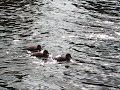 Duck Babies