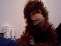 Macaco sem pinto