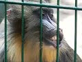 Hungry ape - czyli g?odna ma?pka? Hungry ape - czyli g?odna ma?pka?