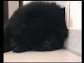 (Chow Chow) Dai Lan schnarcht