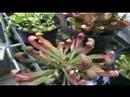 plante carnivore3