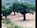 LA BERREA EN ALISEDA