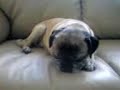 PUG WHO WAKES TO FOOD WORDS PUG WHO WAKES TO FOOD WORDS