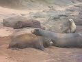 sea lions fight