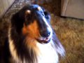 Collie