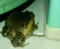 naruto frog!sammon!
