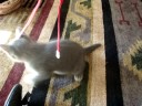 Bad Kitty! =P