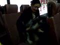 Schnauzer Miniatura video