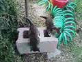 Kittens at play